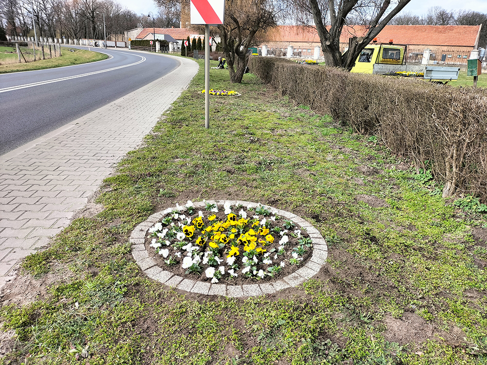 Wiosenne Nasadzenia Kwiat W Na Terenie Wielichowa Gmina Wielichowo