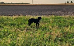 zdjęcie przedstawia znalezionego psa