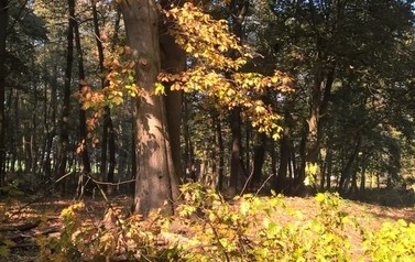 WP_20181018_11_14_24_Pro