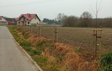 Zdjęcie przedstawia drzewa miododajne 