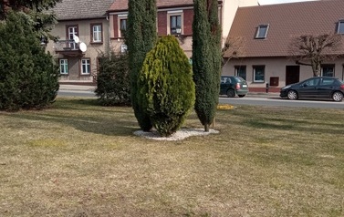 kwiaty