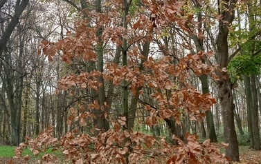 IMG20221111123529