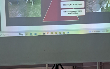 Dzień_bezdomnych_zwierząt_1000_2
