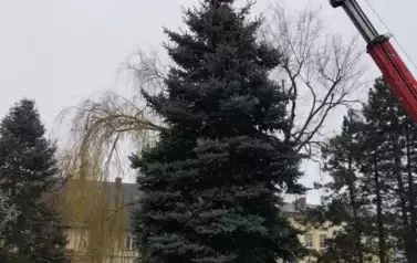 zdjęcia przedstawiające ustawianie choinki