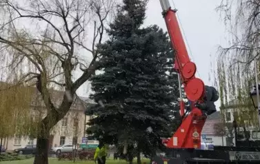 zdjęcia przedstawiające ustawianie choinki