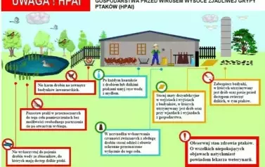 ptasia grypa 2