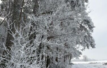 IMG-20260109-WA0010