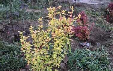 IMG-20260429-WA0011