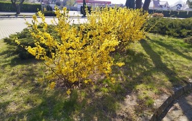 IMG_20200421_103509