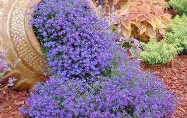 lobelia_przylądkowa