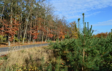 5a