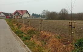 Zdjęcie przedstawia drzewa miododajne 