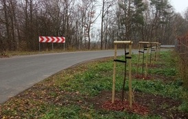 Zdjęcie przedstawia drzewa miododajne 