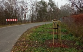 Zdjęcie przedstawia drzewa miododajne 