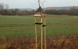 Zdjęcie przedstawia drzewa miododajne 