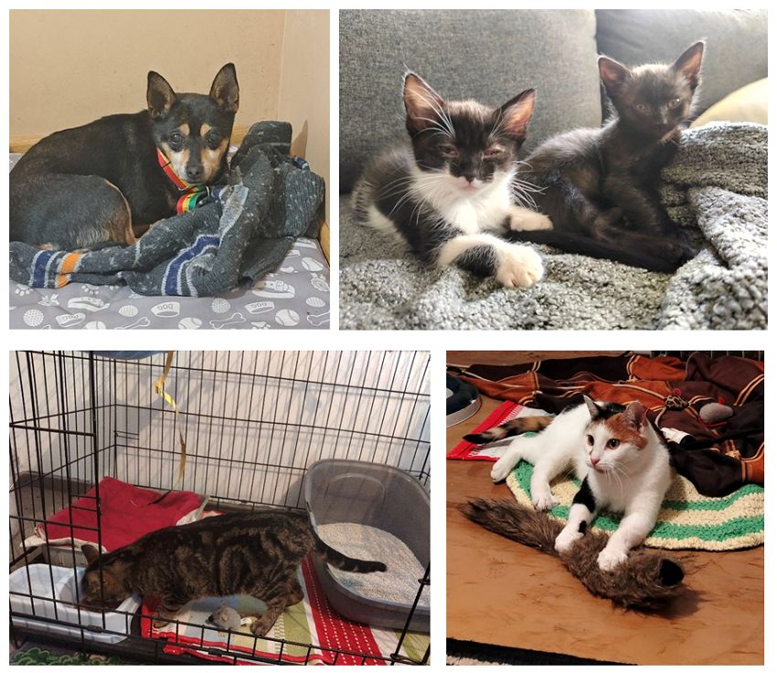 Sprawozdanie z&nbsp;działań wolontariuszy Przytuliska dla ps&oacute;w w&nbsp;Wielichowie za 2025 rok