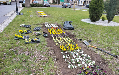Zdjęcie do Wiosenne nasadzenia kwiat&oacute;w na terenie Wielichowa