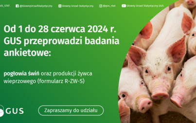 Zdjęcie do Urząd Statystyczny - badanie pogłowia świń