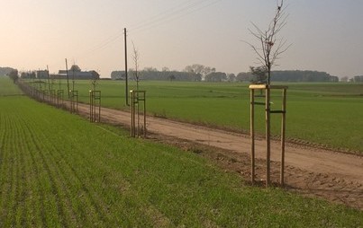 Zdjęcie do Dotacja na zakup sadzonek drzew miododajnych