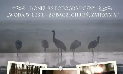 Konkurs fotograficzny „Woda w lesie – zobacz, chroń, zatrzymaj”